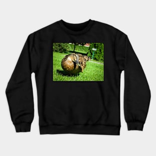 Scratching Duck Crewneck Sweatshirt